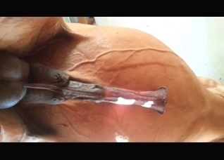 Close-up shots of a marvelous horse cock