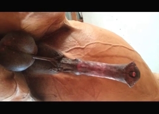 Close-up shots of a marvelous horse cock