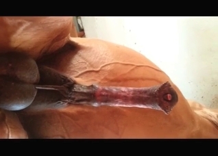 Close-up shots of a marvelous horse cock