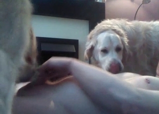 Sexy dog showing its carnal skills