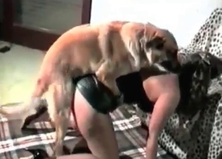 Smart dog fucking like crazy on cam