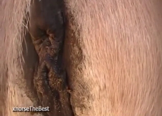Two horses have good outdoor bestiality sex