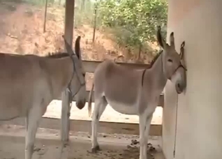 Two horses have good outdoor bestiality sex