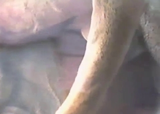 Two wild animals have nasty screw in the close-up