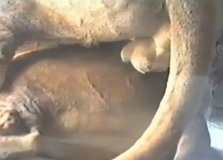 Two wild animals have nasty screw in the close-up