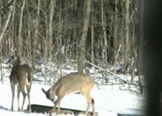 Good outdoor bestiality porn on the cold snow