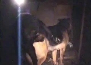 Black animal is getting fucked from behind on cam
