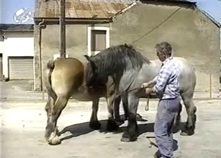 One horse mounts the other one here