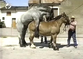 One horse mounts the other one here