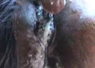 Mustang's asshole gets gaped hardcore