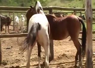 Sensual horse sex game at the hottest local farm