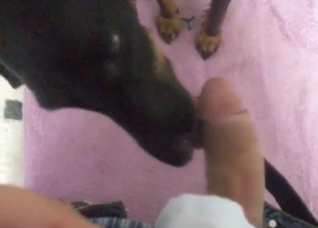 Black dog sucking white cock in POV