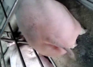 Penetrated pig pussy to make it squeal hard