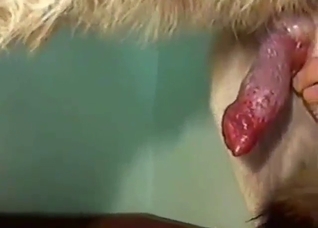 Zoo sex with orgasms and close-ups are great