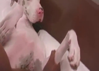 With a hard dick inside, this dog is moaning