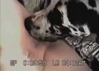 Great Dane sniffs her and fucks her savagely