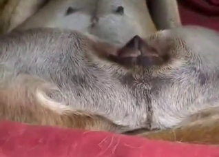 Dude's phat ass on display as he fucks a dog