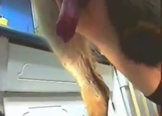 Bestiality porn with a nice dog cock jerked off