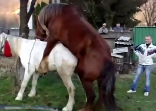 Zoophile porn shows a brown stallion and mare
