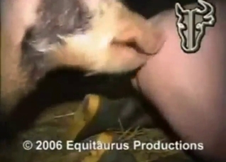 Zoophile porn with a boar that fucks a tight hole