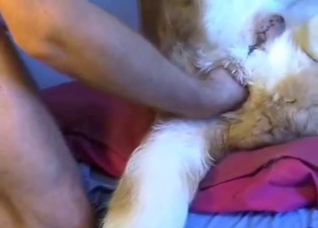 Bestiality porn deals with fisting, toy gape, etc.