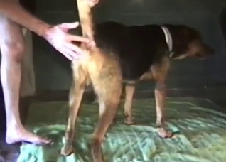 Zoo sex with a guy who wants to fuck his dog