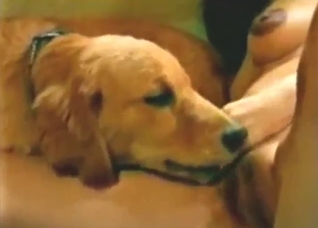 Zoo porn movie with a dog licking wet pussy