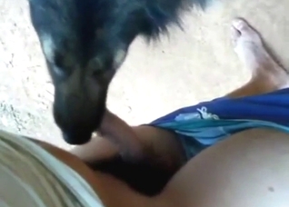 Animal is going to lick his dick to make him happy