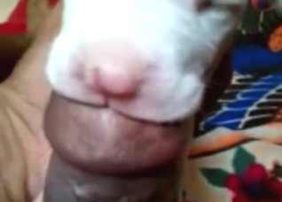 Puppy is going to have to suck that dick hard