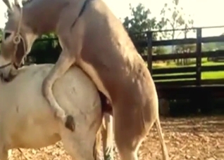 Donkey and horse fucking with lotsa orgasms