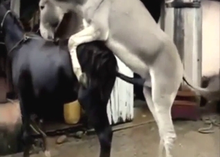 Donkey and horse fucking with lotsa orgasms