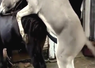 Donkey and horse fucking with lotsa orgasms