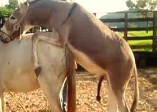 Donkey and horse fucking with lotsa orgasms