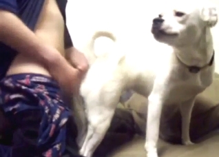 Guy puts a cock in his white dog's slutty hole