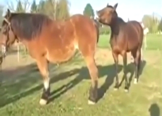 Every zoophile loves watching horses fuck hard