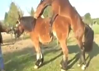 Every zoophile loves watching horses fuck hard