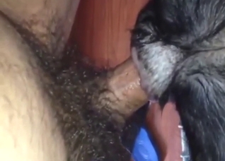 Crazy zoo porn with a guy who wants to fuck dogs