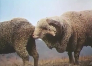 Sheep featured in zoo porn with doggystyle