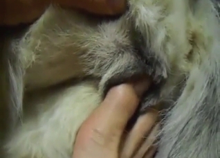 Asshole opens for a zoophile's long fucking toe