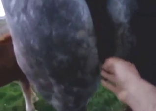 Fisting featured in zoophile porn with a sexy mare