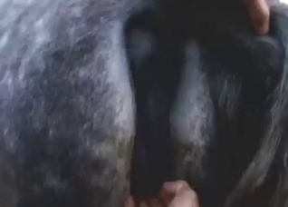 Fisting featured in zoophile porn with a sexy mare