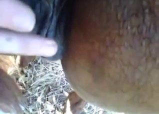 Mare featured in a zoo XXX video with pissing