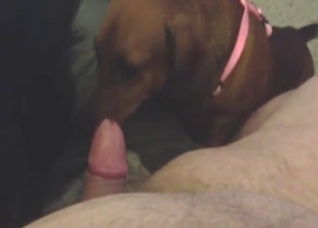 Oral zoo sex with plenty of licking, real orgasms