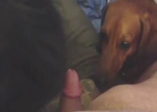 Oral zoo sex with plenty of licking, real orgasms