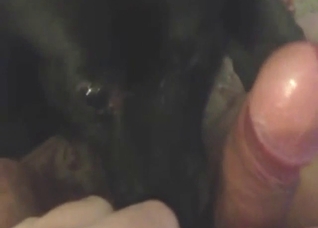 Oral zoo sex with plenty of licking, real orgasms