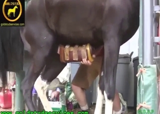 Horse zoo XXX with a well-hung beast teasing