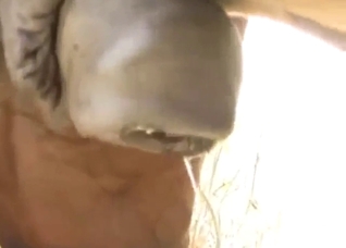 Hot zoophile scene with a horse showing off