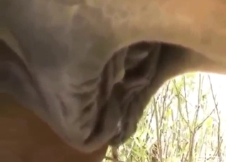 Hot zoophile scene with a horse showing off