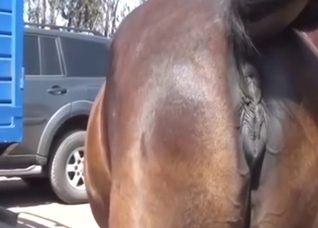 Mare-centric zoo XXX movie with a sexy horse vag