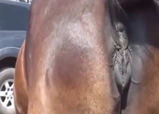 Mare-centric zoo XXX movie with a sexy horse vag